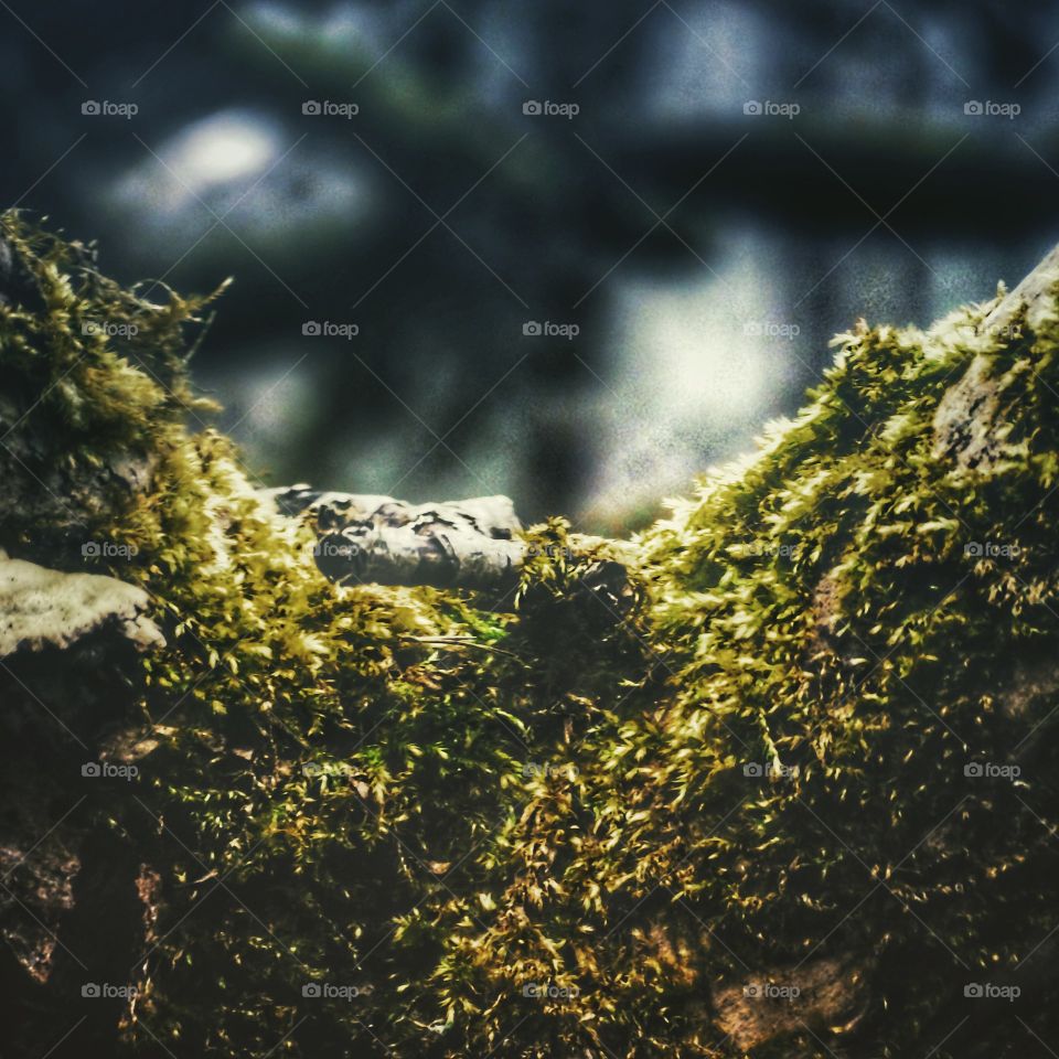 Forest Closeup