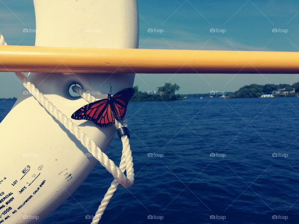 beautiful butterfly in the sea