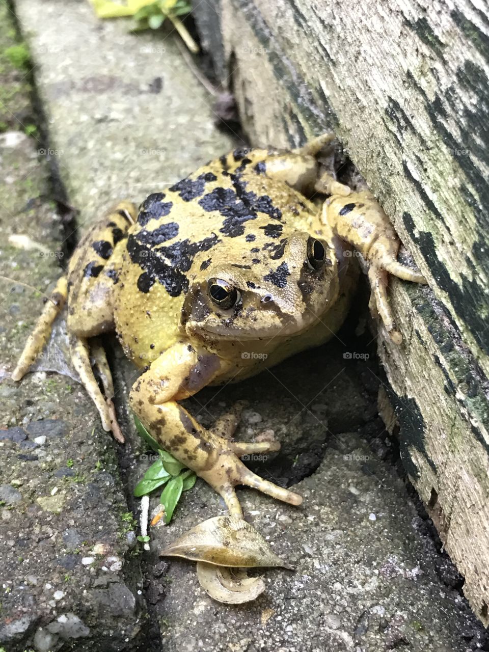 Frog