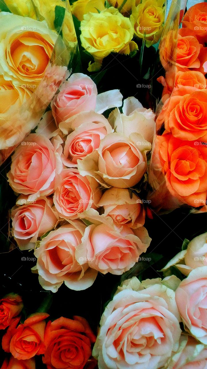 Bouquets of blooming colorful roses