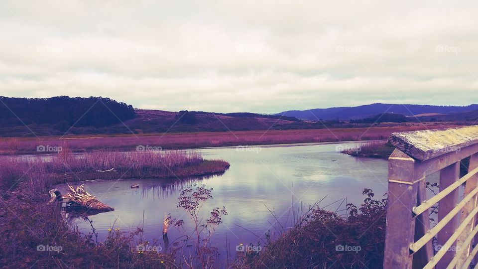 Marsh. A wetland