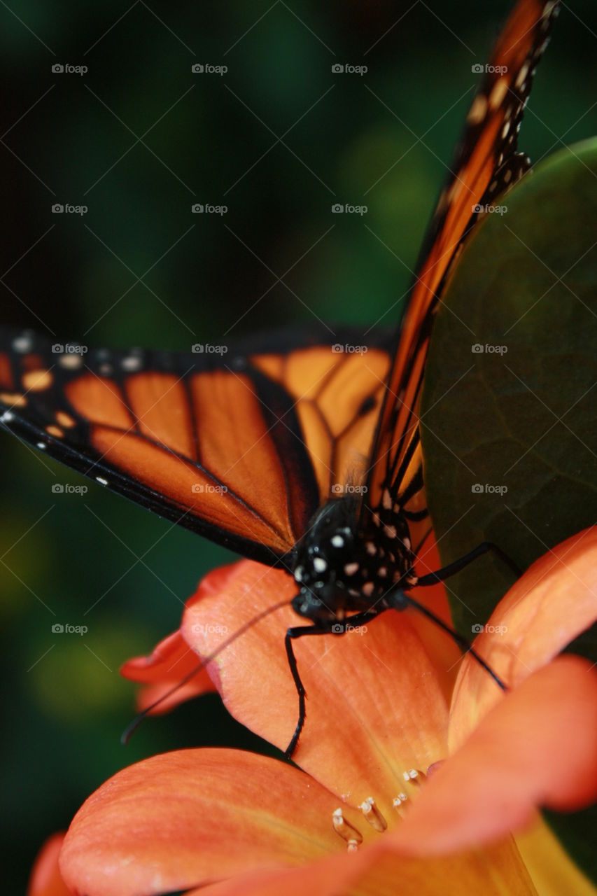 They travel great distances, and always take our breath away, here a beautiful macro closeup shot of a majestic monarch butterfly resting atop an orange flower not unlike its own color