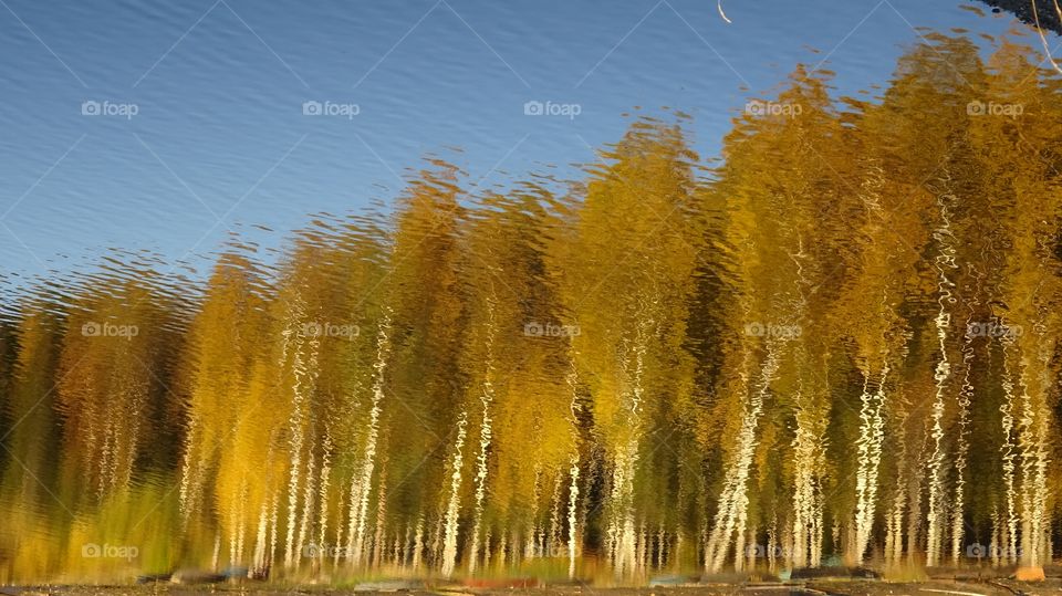 gold autumn in Ural Russia