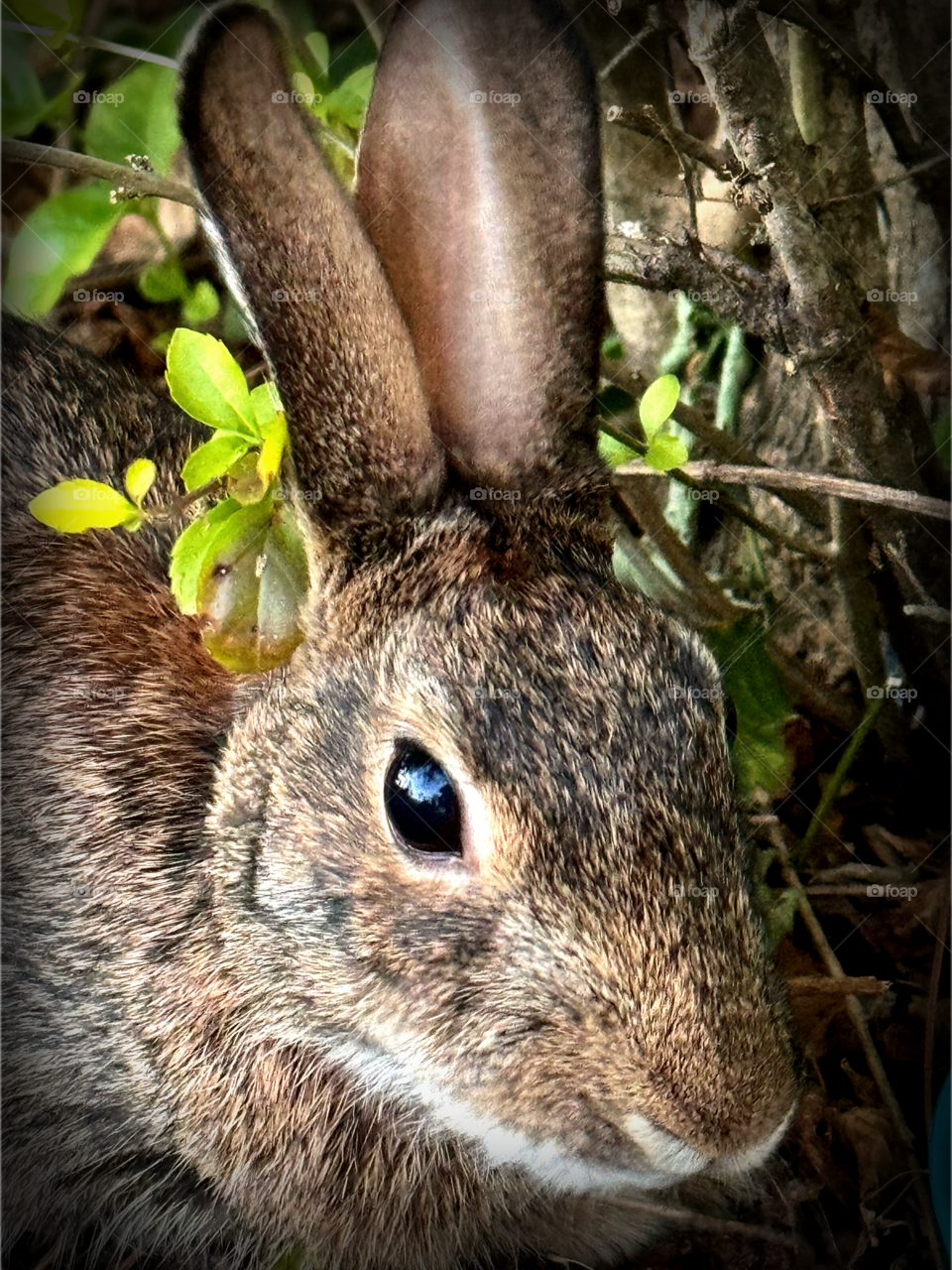Binky the bunny poses for a headshot.