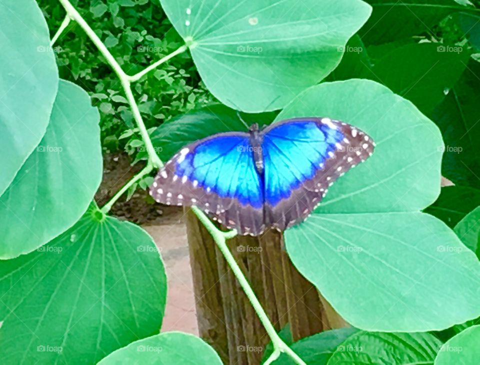 Blue wings 