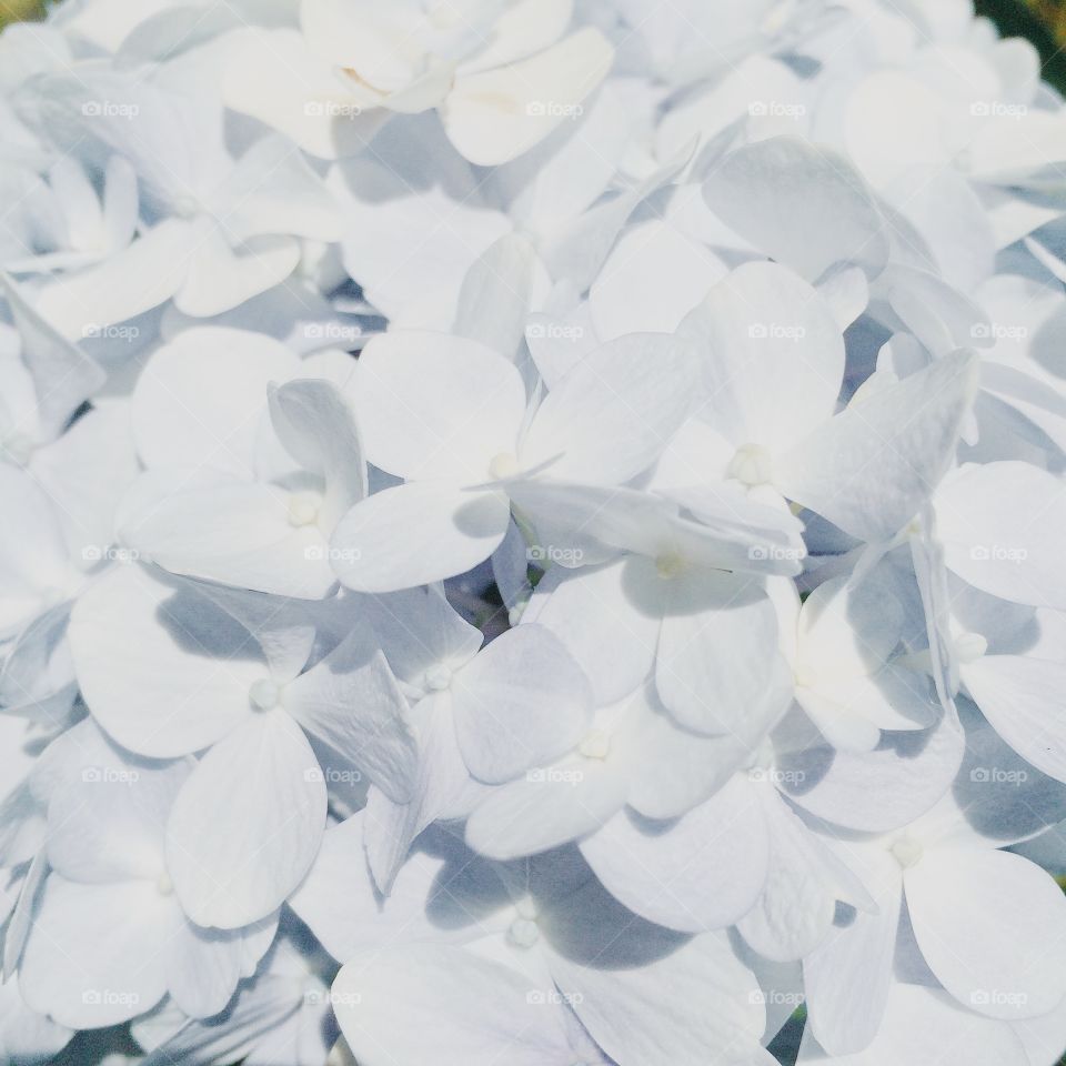 hydrangea