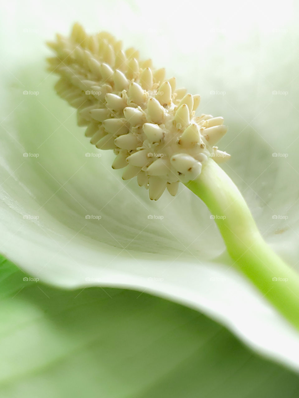 Closeup of a peace lily plant (Spathiphyllum), also known as closet plants. A sign of peace, innocence, purity, healing, hope, and prosperity.