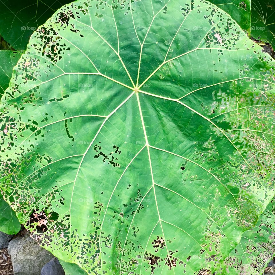 Colocasia leaf