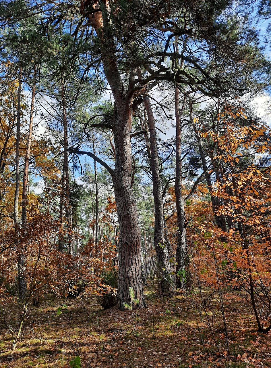 from the ground up - trees in a forest