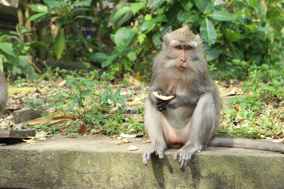 What'chu lookin at doc??. A monkey eating a fruit/vegetable spotted me taking it's photo. 