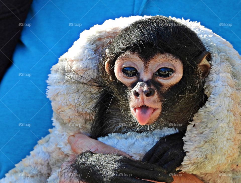 Makes me smile - so cute - The black spider monkey is an essential part of the tropical rainforest ecosystem. They play a key role in seed dispersal, allowing their forest environment to continue to grow and thrive.