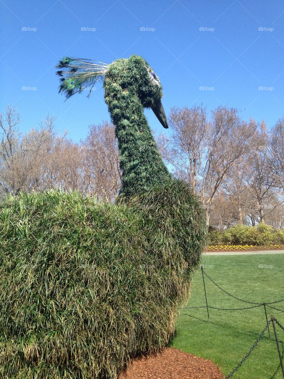 Topiary peacock