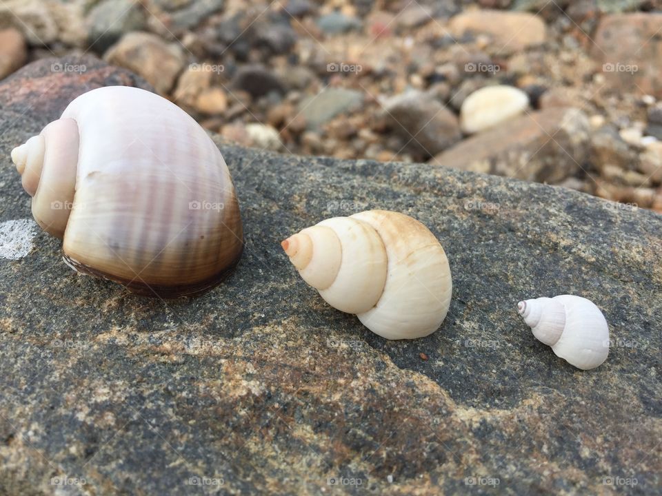 Arrangement of seashells on rock