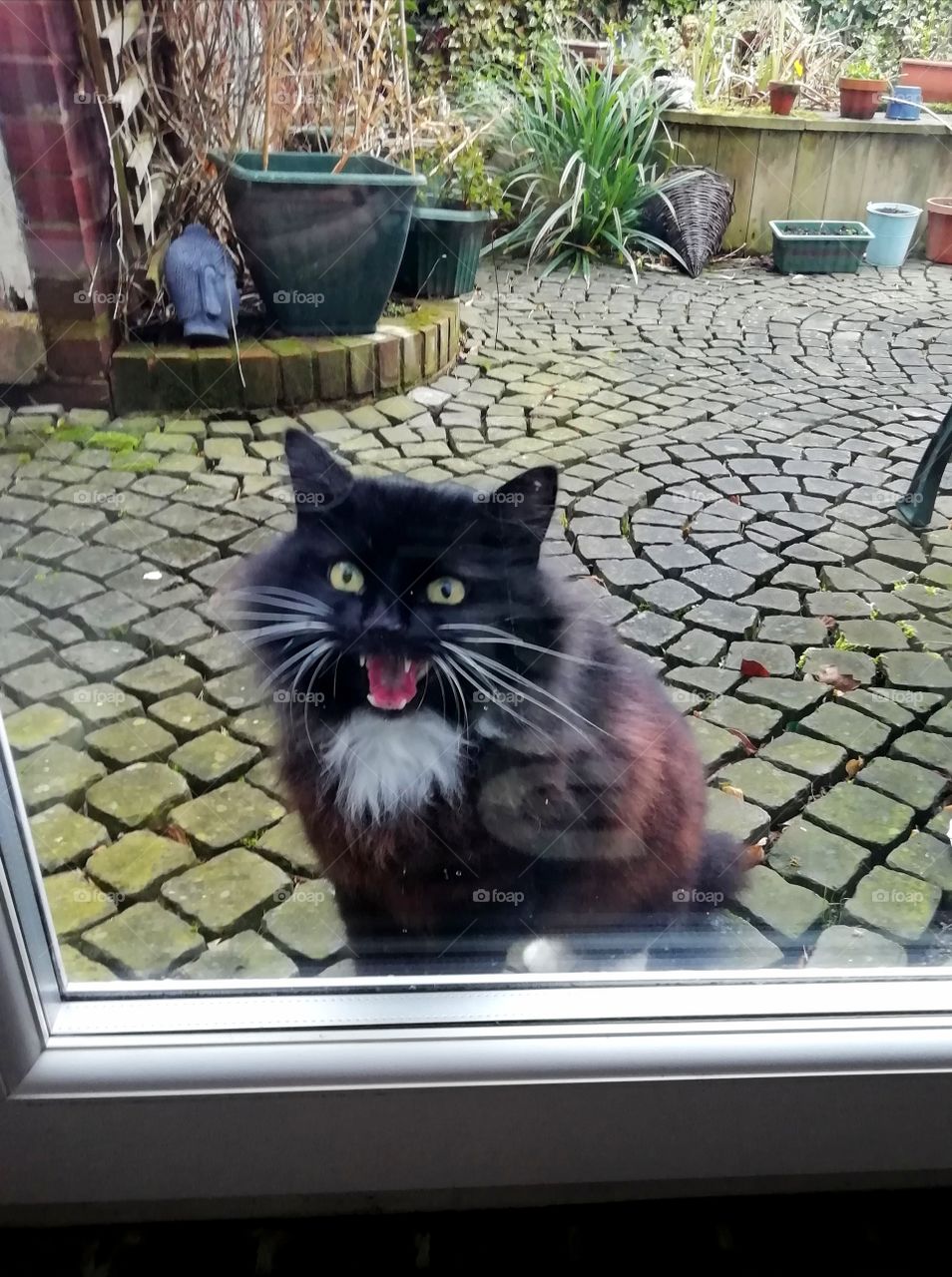 Let me in !! Cat at the door