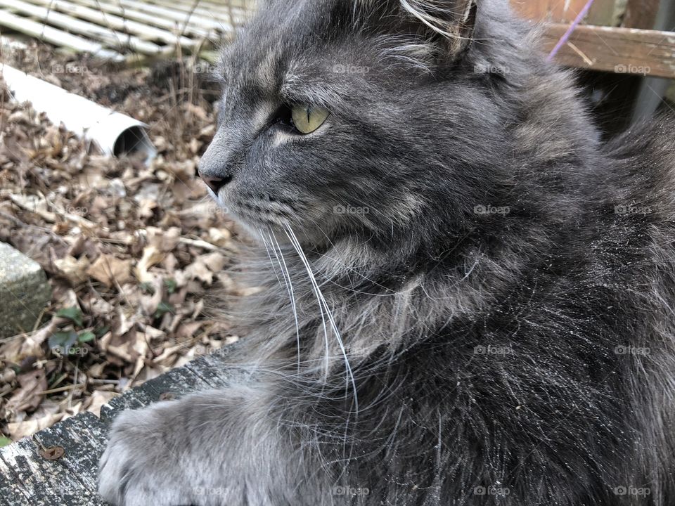 Cute gray kitty doing kitty things