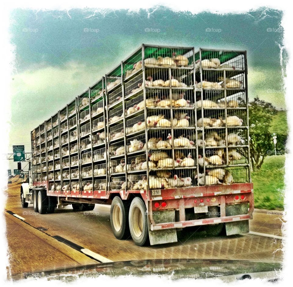 A truck full of chickens heading to the slaughter house