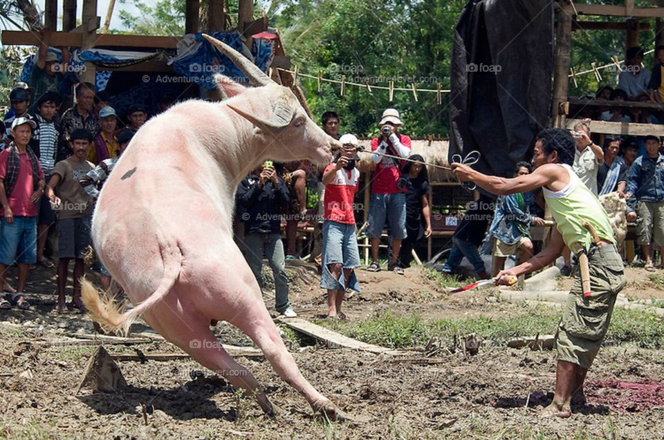 this is how to kill a buffalo in one party in toraja.. very interesting way...