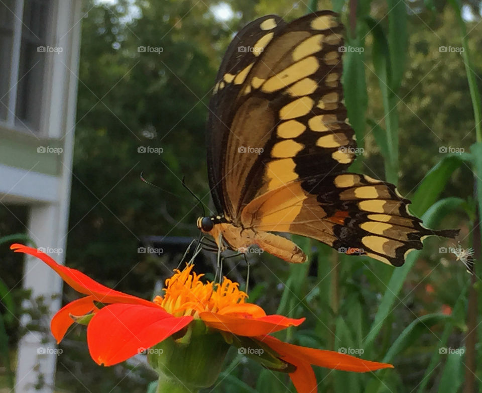 Tiger Swallow Tail Butterfly. A beautiful Tiger Swallow Tail Butterfly glistens in the bright sunlight, on top of this spectacular Mexican Sunflower!