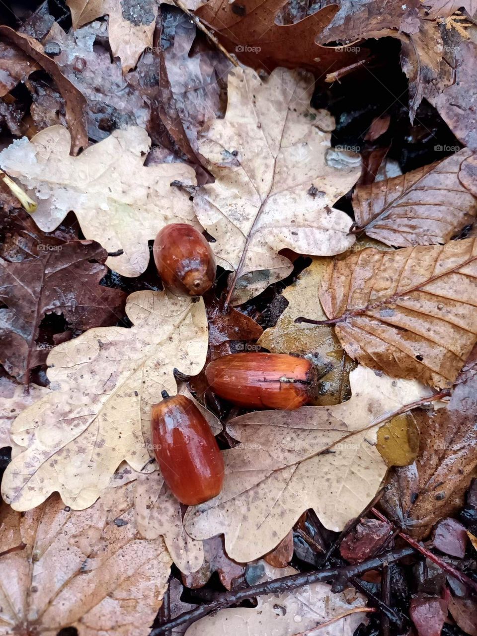 parc de Mariemont , la louviere