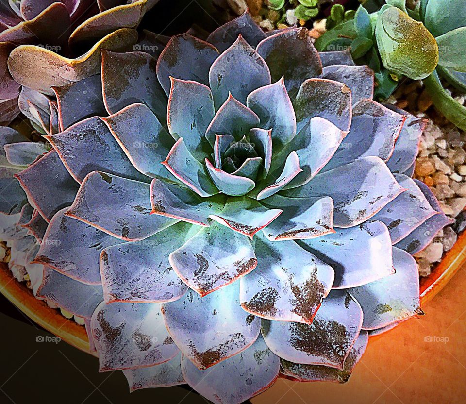 Gardening-beautiful unusual succulents .