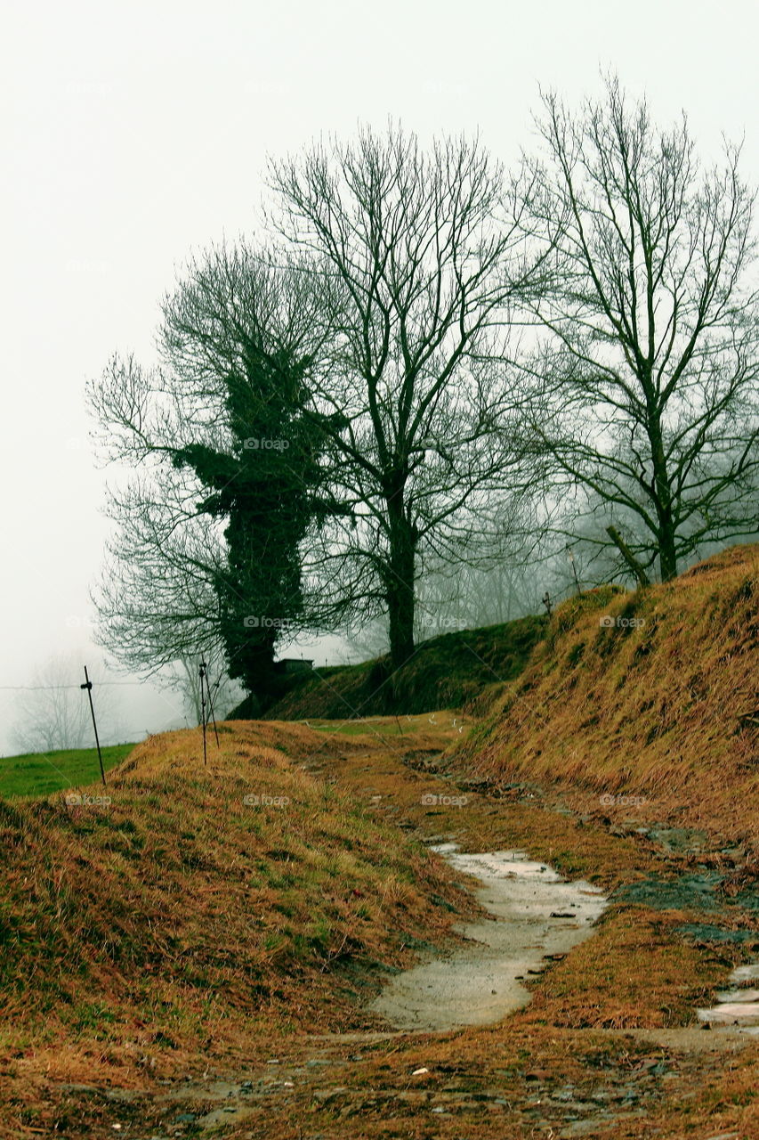 Way to the tree over the fog