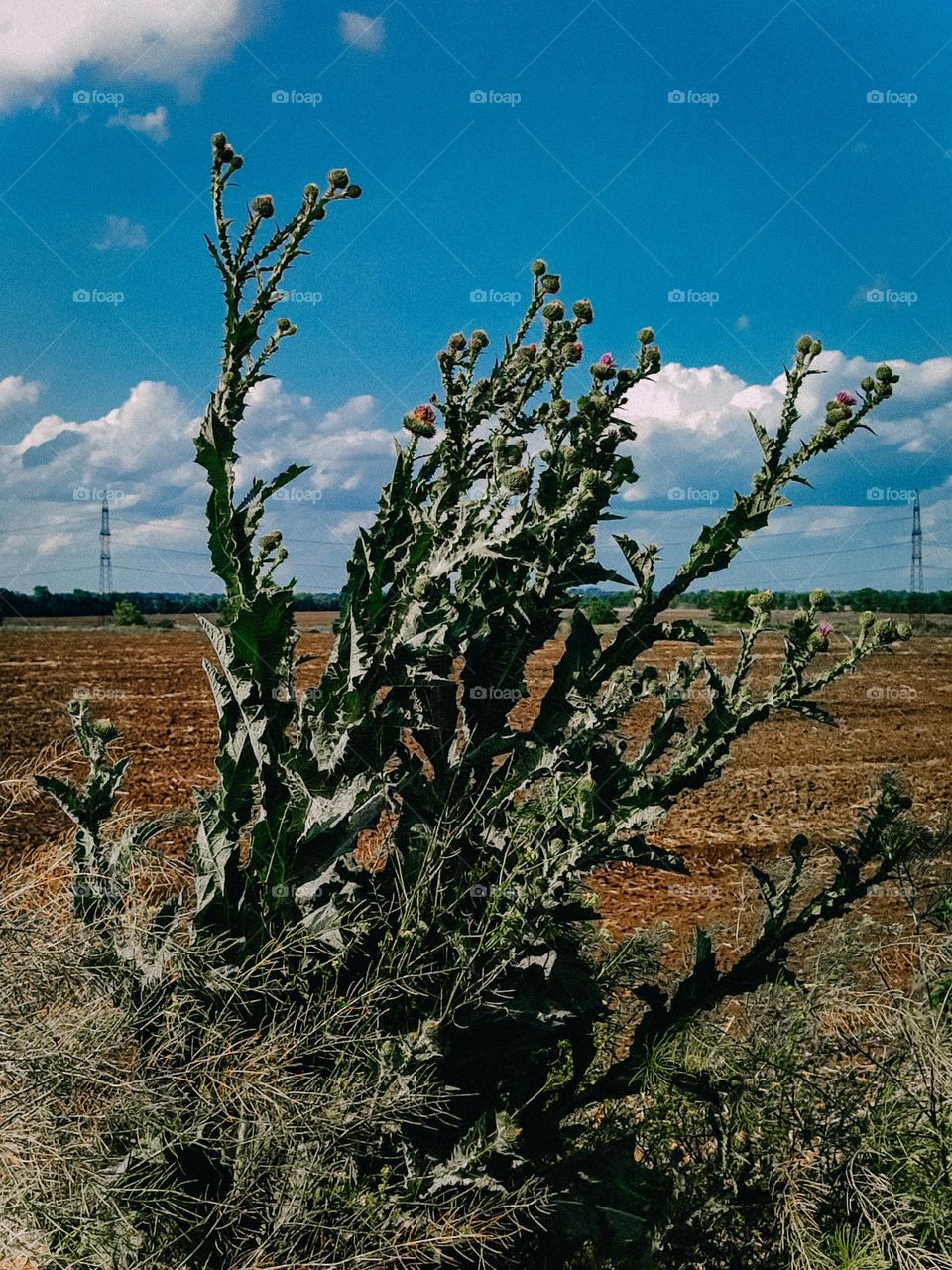 prickly tartar Onopórdum acánthium