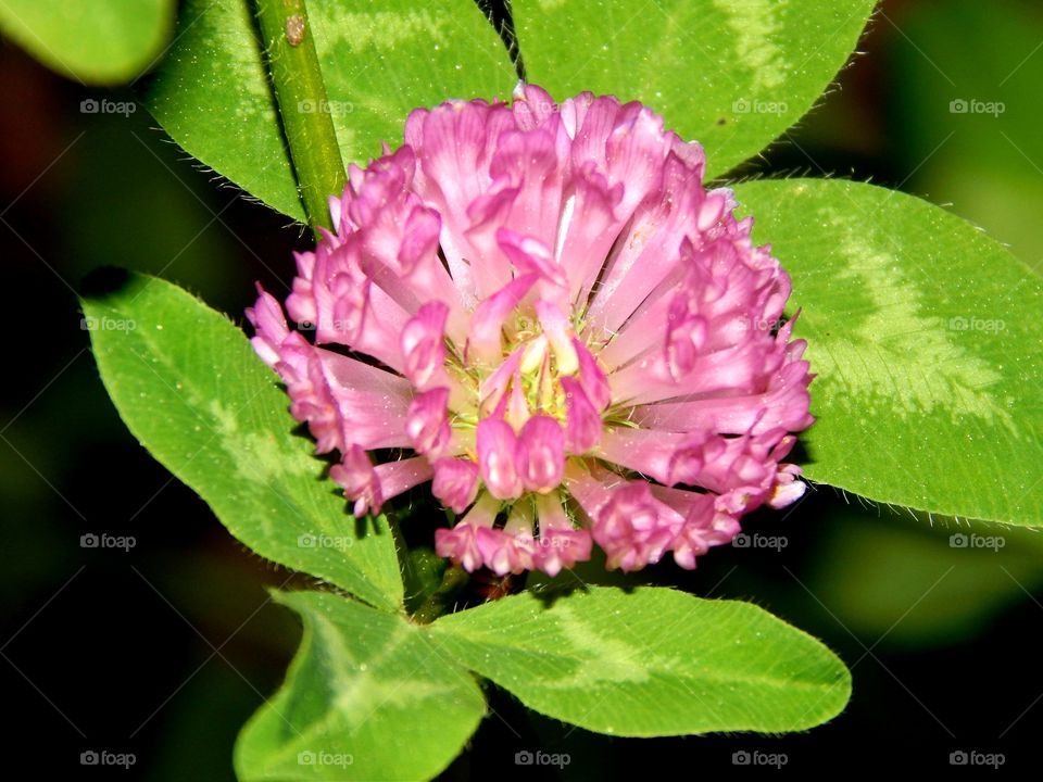 close up of a Beautiful pink flower with green foliage