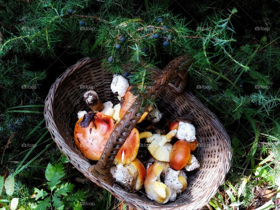 Basket with mushrooms
