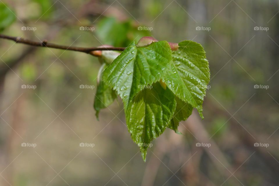 spring nature green young leaves