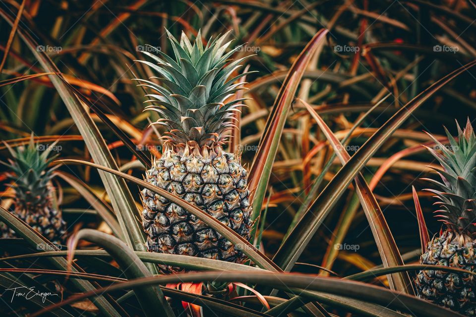 Pineapple plant in Hawaii. 