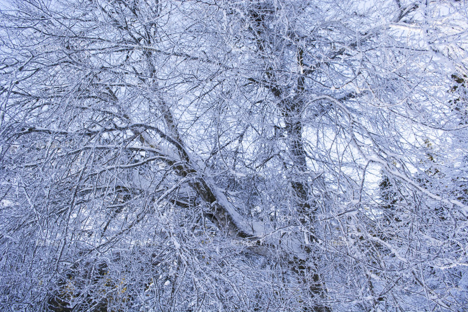 Winter frozen tree
