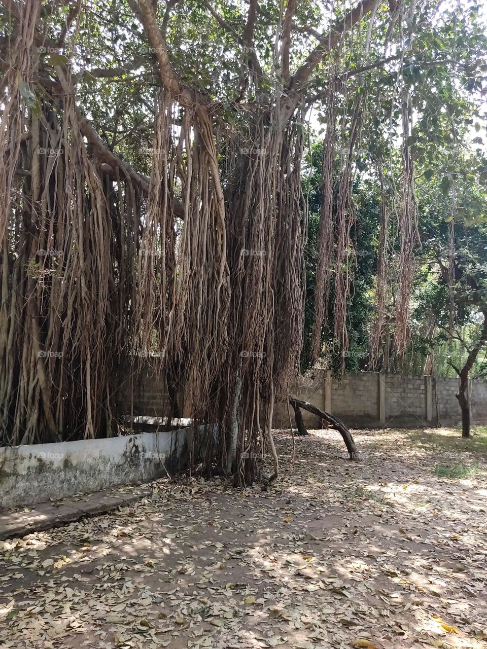 aerial roots