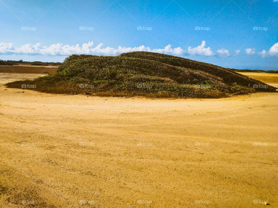 plants of the desert