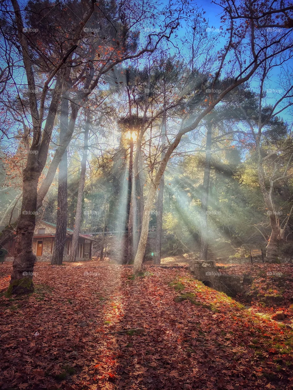 Let the light through the trees reach your heart ! Let the rays of hope warm your soul . 🤗
