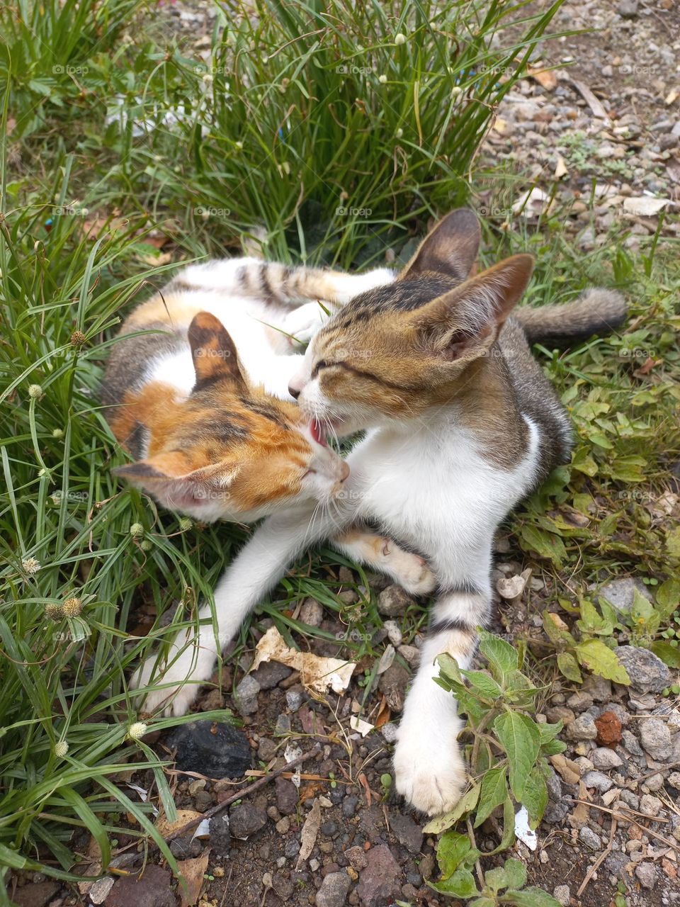 Cute kitten playing in the grass