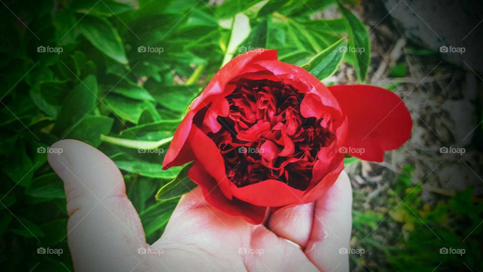 red blume