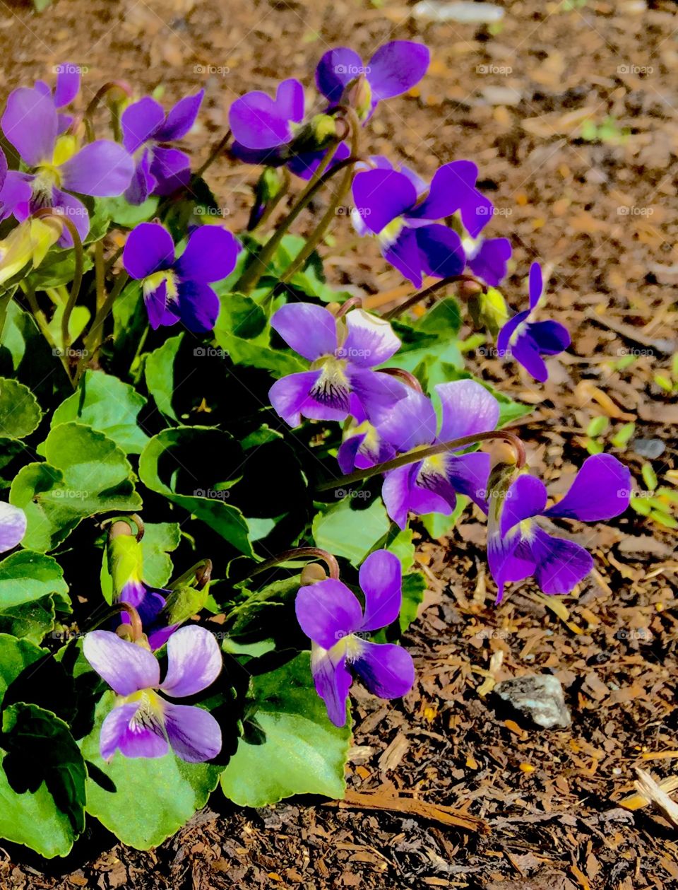 Violets are my sister's favorite
