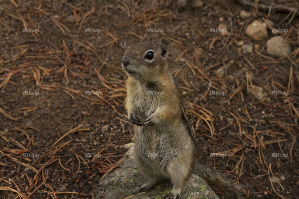 Chipmunk begging 