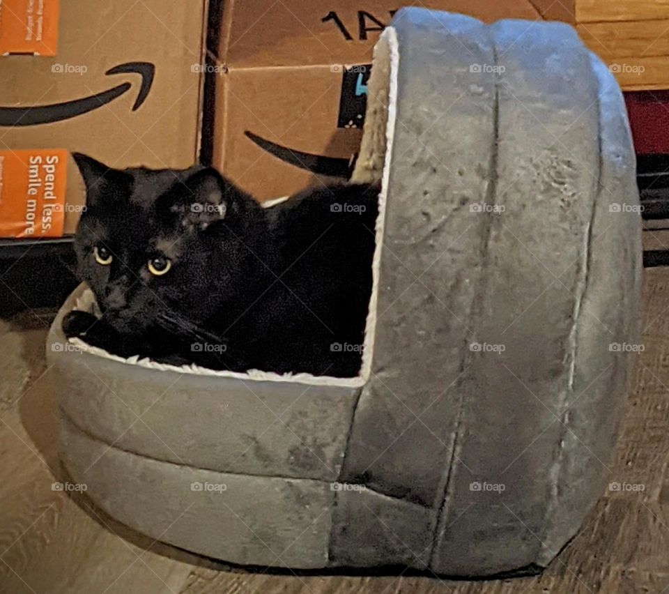 black cat laying in pet bed