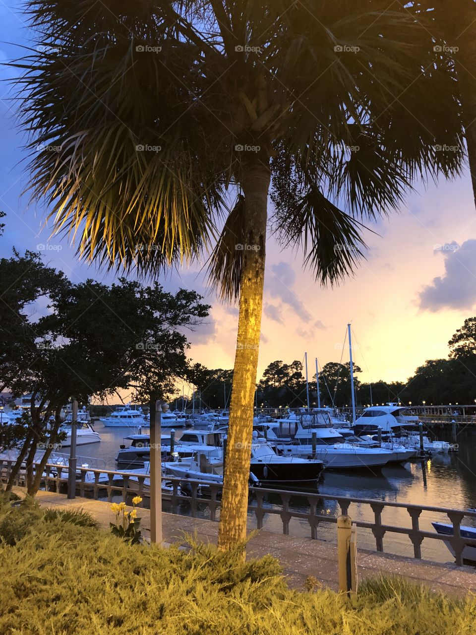 Sunset harbor with palm tree and yachts