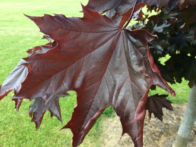fall