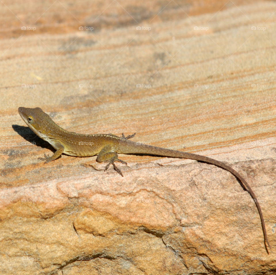 wood tree palm lizard by lightanddrawing