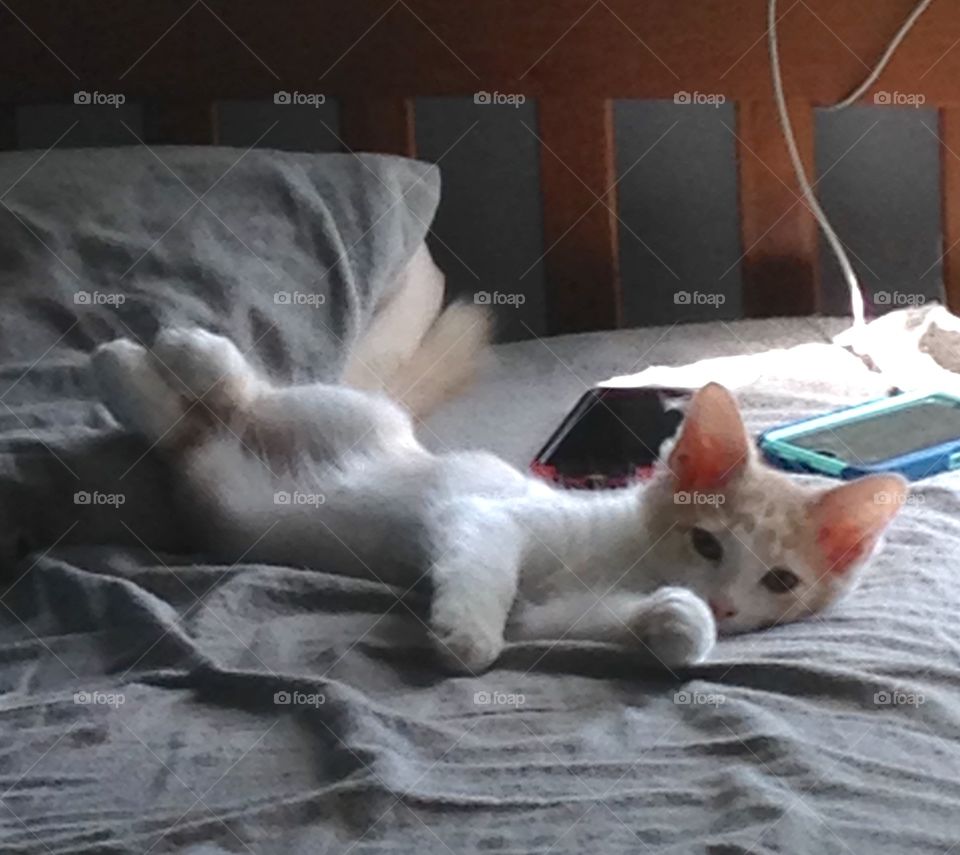 Relaxing kitten