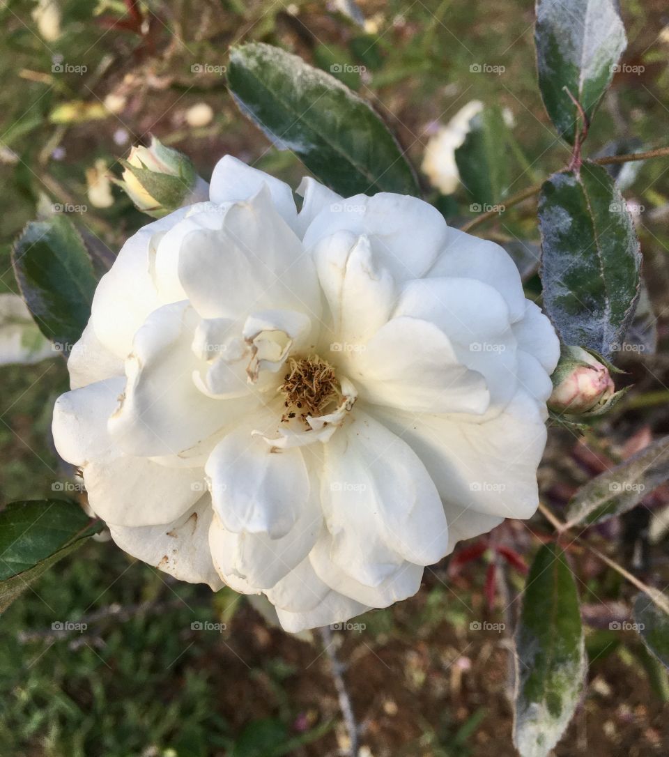 Very beautiful flowers to liven up our Tuesday. How not to be inspired by the beauty of nature? Flores muito bonitas para animar nossa terça-feira. Como não se inspirar com a beleza da natureza?