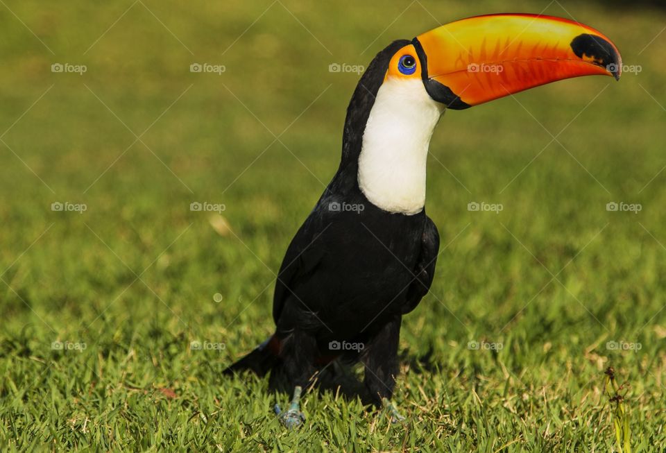 Toucan