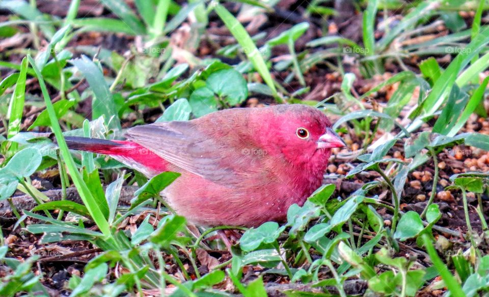 Bird, Nature, Ground, No Person, Leaf