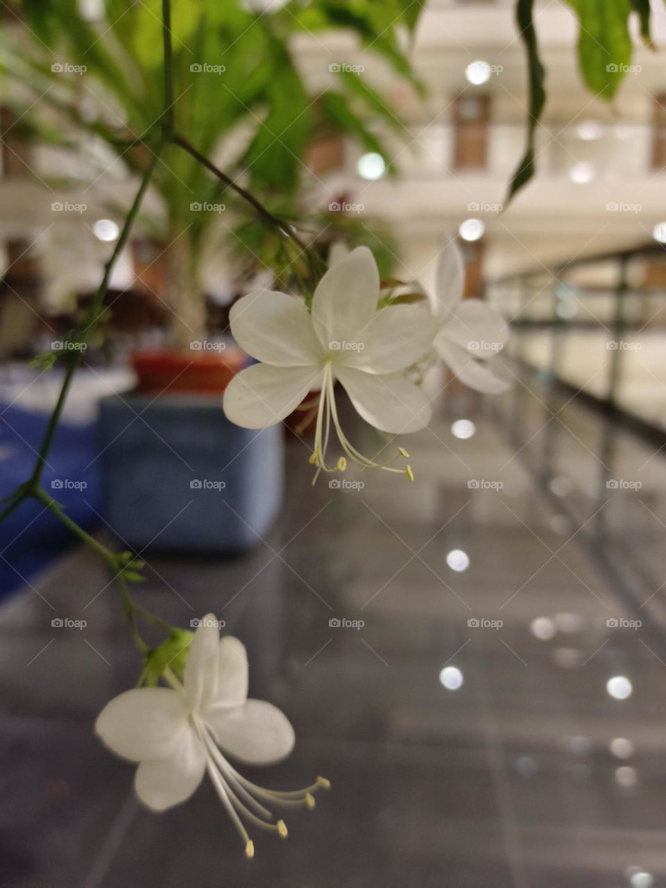 Clerodendrum laevifolium