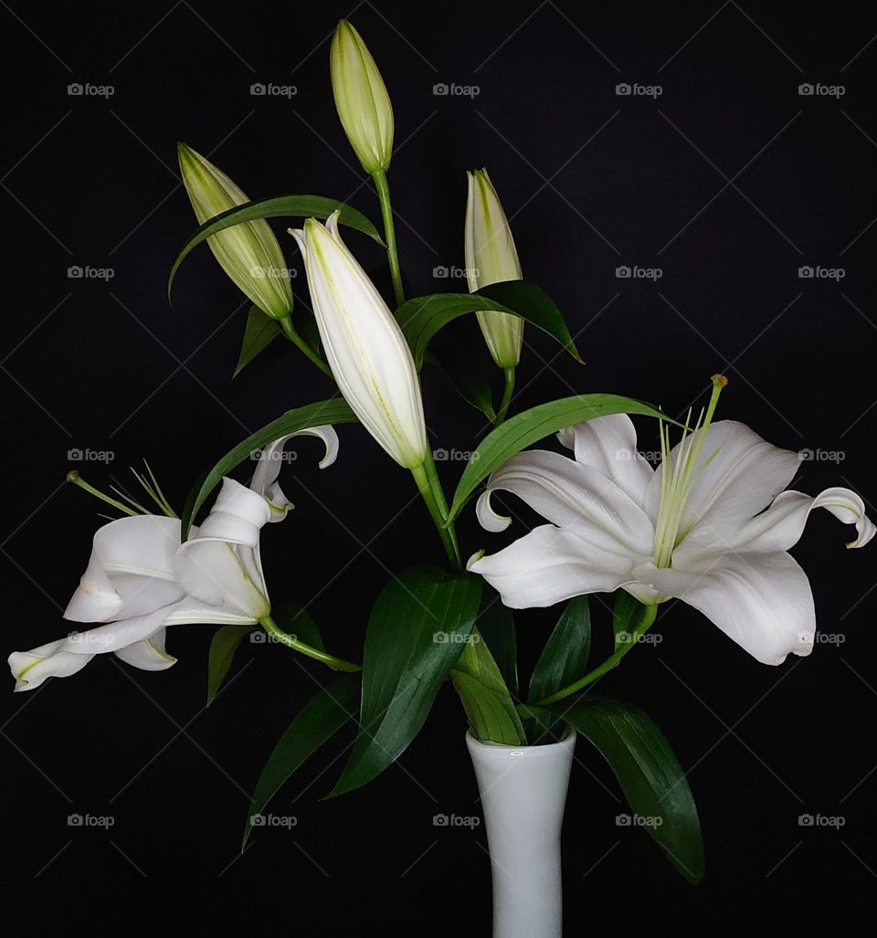 White lilies🤍