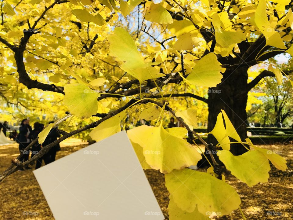 blank white paper with beautiful yellow ginkgo trees on background