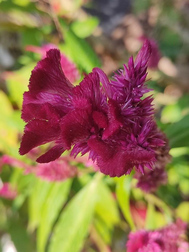 Indian flower